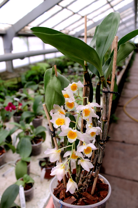 Dendrobium farmeri.JPG