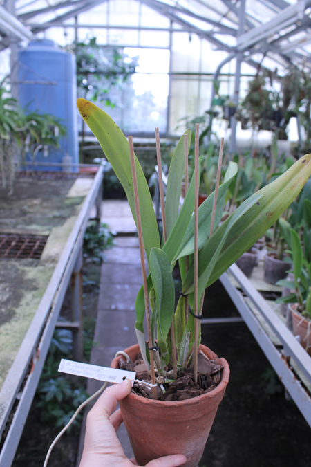 Laeliocattleya Canhamiana coerulea 'Azure Skies'.jpg