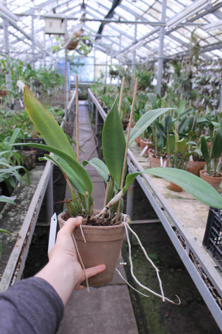 Cattleya White Diamond.jpg