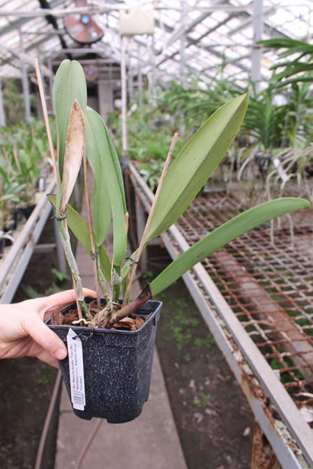 Rhyncholaeliocattleya Blanche Aisaka 'Yuki'.jpg