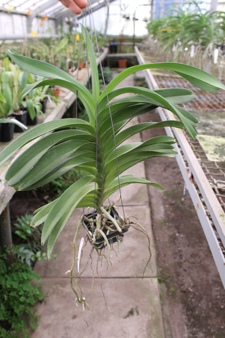 Vanda Manuel Torres.jpg