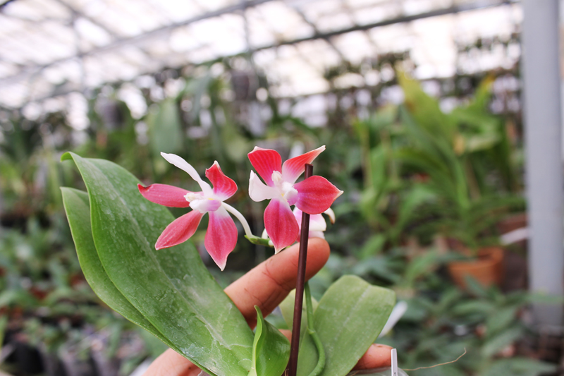 Phalaenopsis tetraspis 'C#1'.jpg