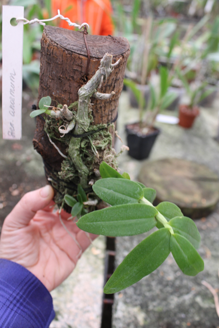 Dendrobium anosmum.jpg
