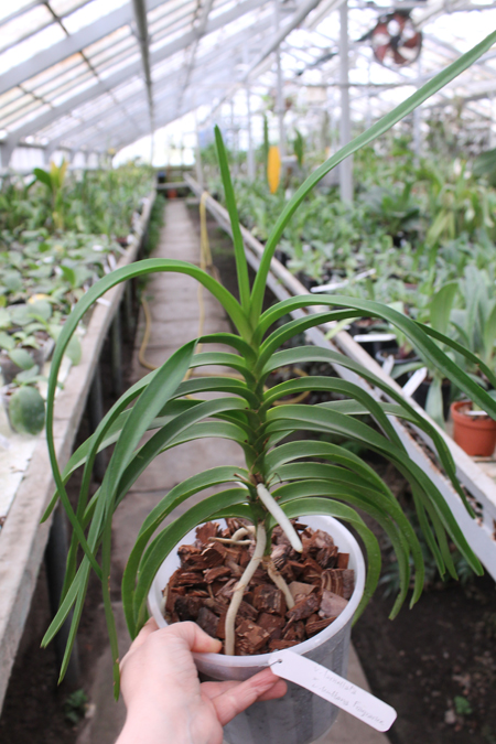 Vanda lamellata x Vanda Kultana Fragrance.jpg