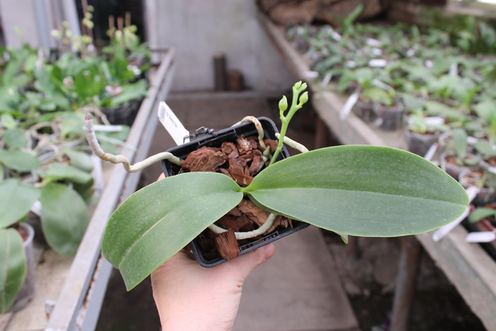 Phalaenopsis Natasha 'Aiko' с бутонами.jpg