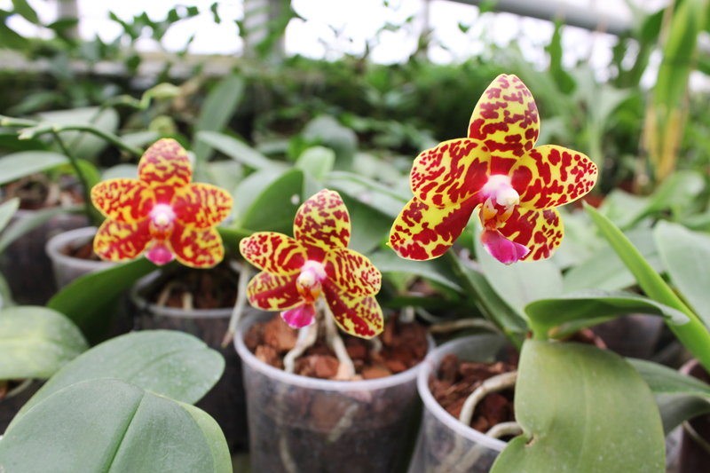 Phalaenopsis Sogo Pony 'YS' (Ching Her Buddha x Sogo Kaiulani).jpg