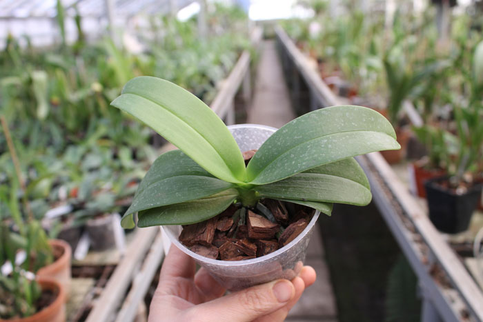 Phalaenopsis equestris alba.jpg
