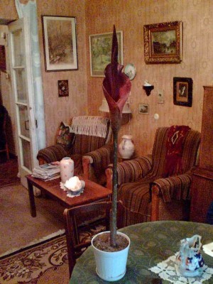 Image(176).jpg