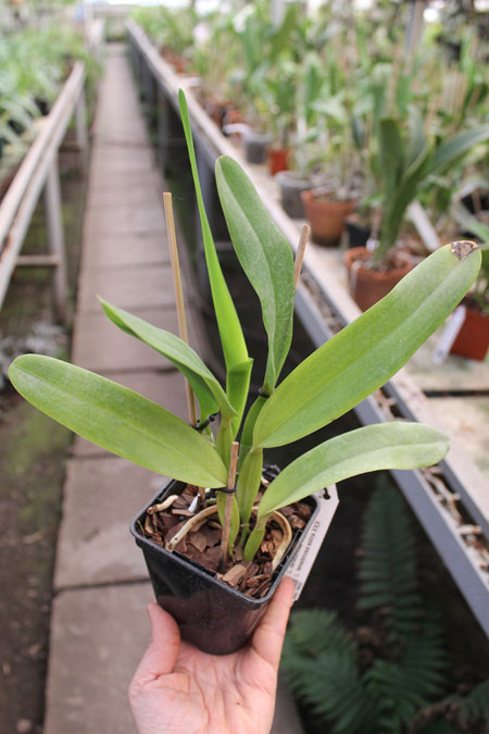 Laelia tenebrosa 'Fumacina Fujita' x Laelia tenebrosa extra XXX.jpg