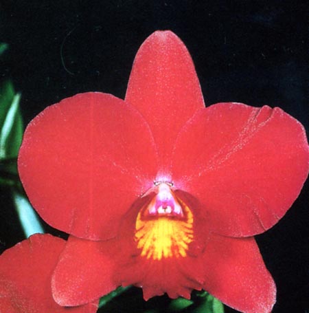 Sophrolaelliocattleya Precious .jpg