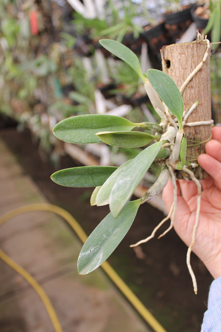 Laelia pumila 'Black Diamond x 'Kam' x Laelia pumila 'Gerson'.jpg