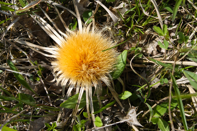 IMG_0898.JPG