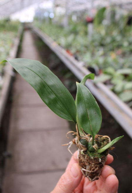 Stanhopea tigrina.jpg