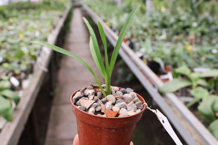 Cymbidium Via Avanti 'Harlequin'.jpg