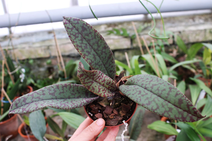 Psychopsis Mendenhall 'Hildos'.jpg