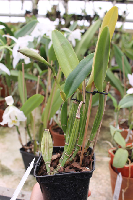 Cattleya mossiae.jpg