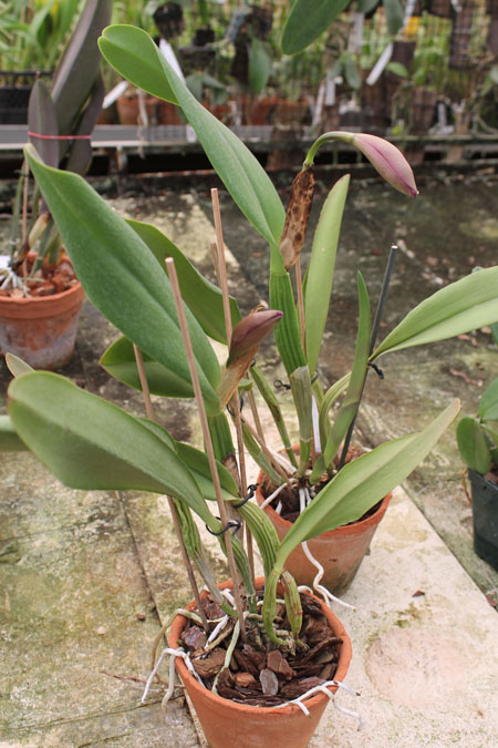 Potinara Perfect Choice 'Purple Lady'.jpg