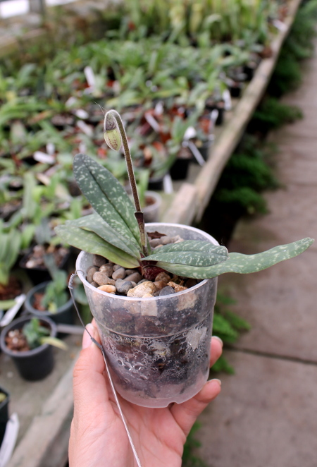 Paphiopedilum niveum.JPG