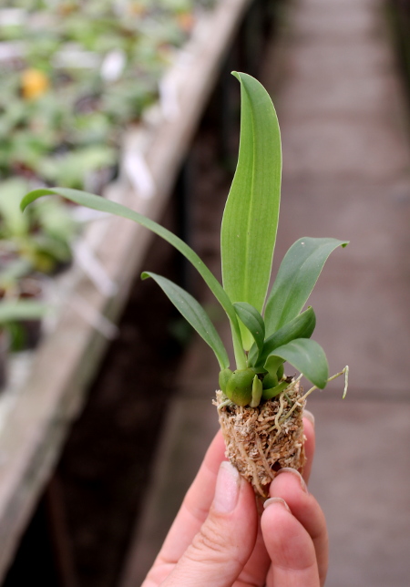 Bulbophyllum phalaenopsis x lobbii.JPG