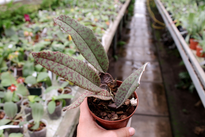 Psychopsis Mendenhall 'Hildos'3.JPG