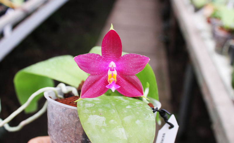 Phalaenopsis Ld's Bear King x violacea indigo.jpg