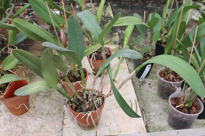 Cattleya Intermedia-gigas.jpg