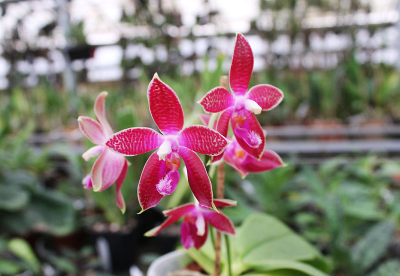 Phalaenopsis Coral Isles x Phalaenopsis corningiana.jpg