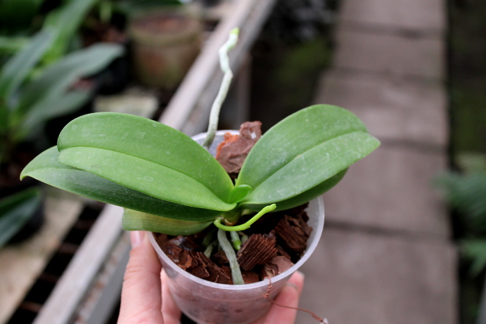 Phalaenopsis equestris alba2.JPG