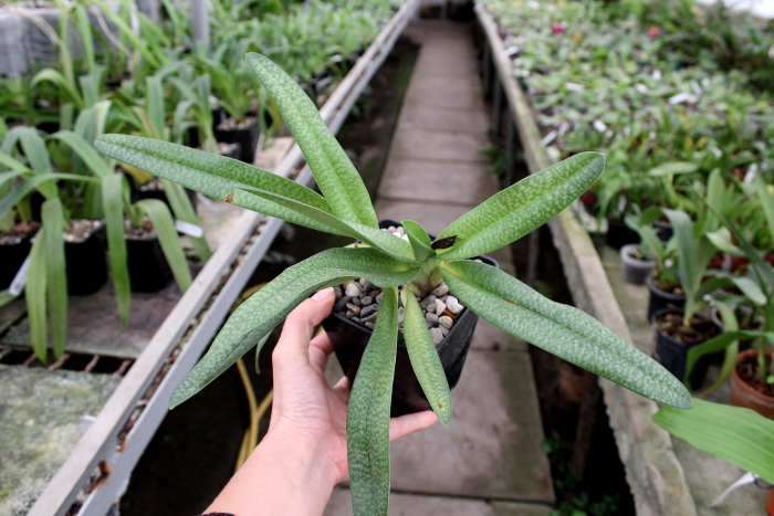 Paphiopedilum Dollgoldi (armeniacum x rothschildianum)2.JPG