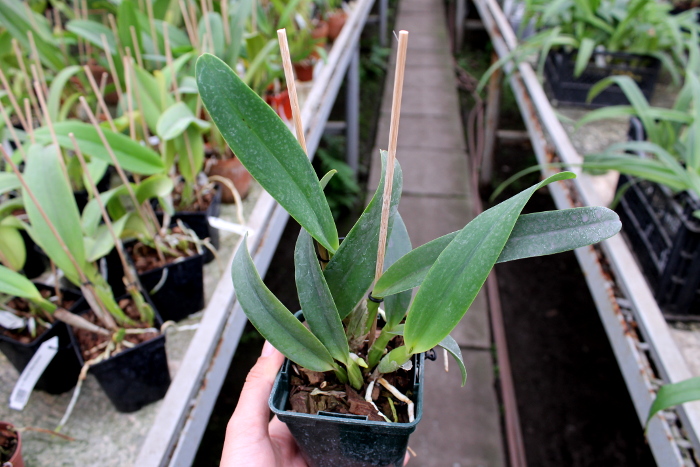 Laeliocattleya Tahoe Rose fma. coerulea 'G.C.' ( walkeriana x purpurata).JPG