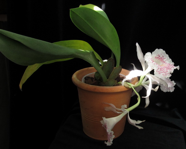 Trichopilia suavis