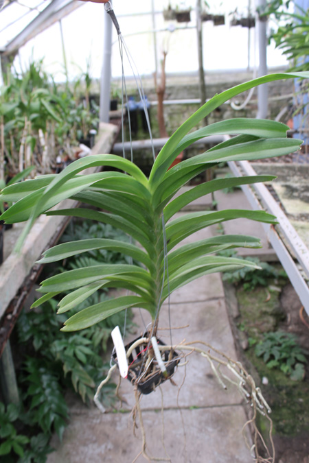 Vanda Manuel Torres.jpg