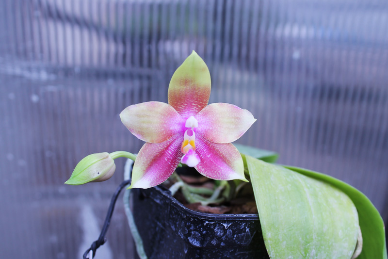 Phalaenopsis Jennifer Palermo (C1 type) x Phalaenopsis LD's Bear Queen.jpg