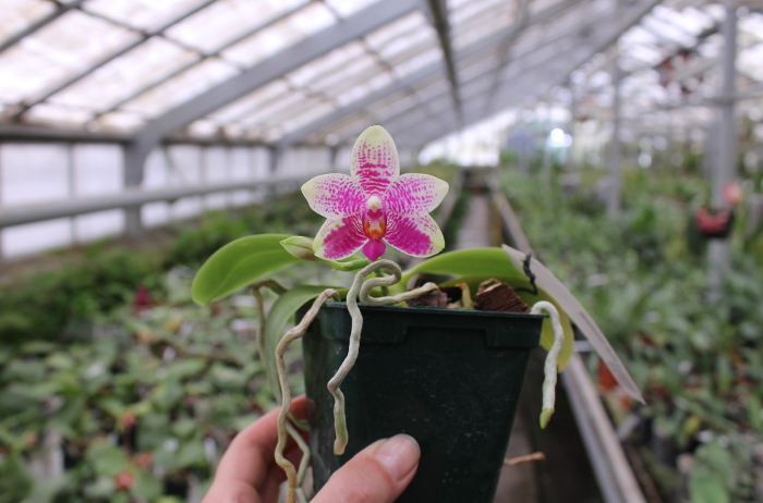 Phalaenopsis Grosbeak.JPG