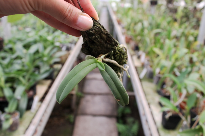 Amesiella philippinensis.JPG