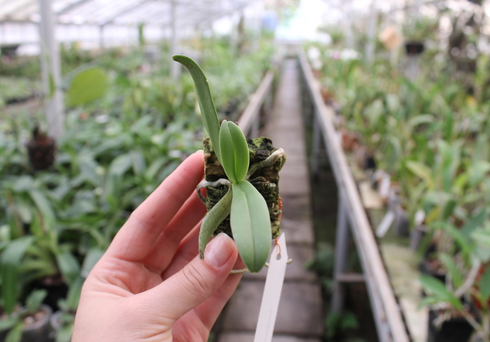 Amesiella monticola.JPG