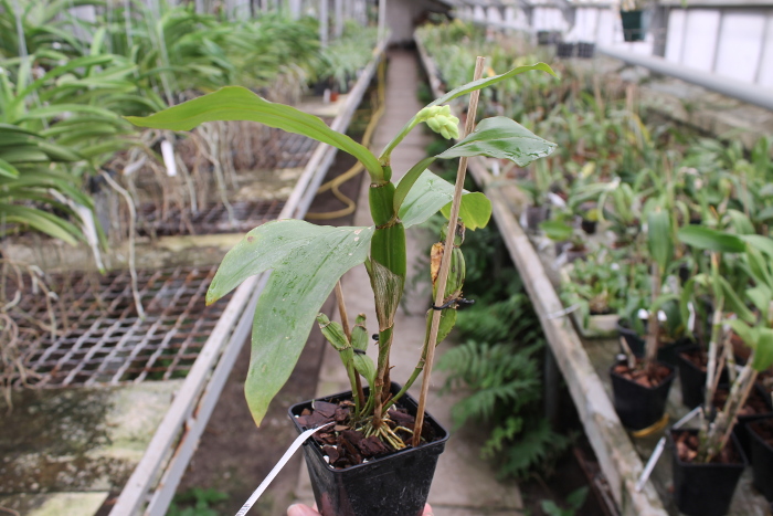 Dendrobium sulcatum.JPG