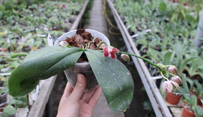 Phalaenopsis corningiana.JPG