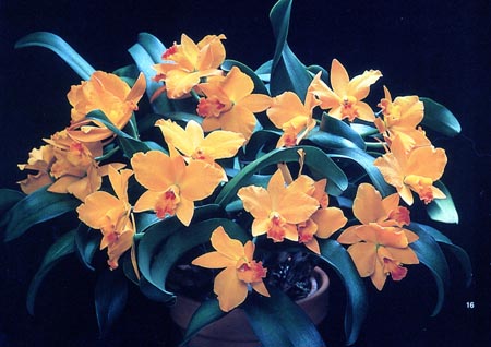 Sophrolaelliocattleya Hazel Boyd .jpg