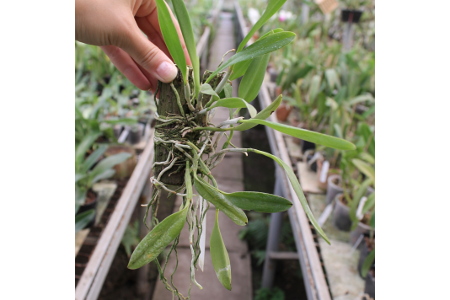 Laelia praestans 'Black Lip' XXX x Laelia praestans 'Daniel' XXX.JPG