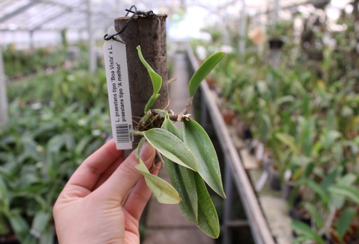 Laelia praestans tipo 'Boa Vista' x Laelia praestans tipo 'A melhor'.JPG