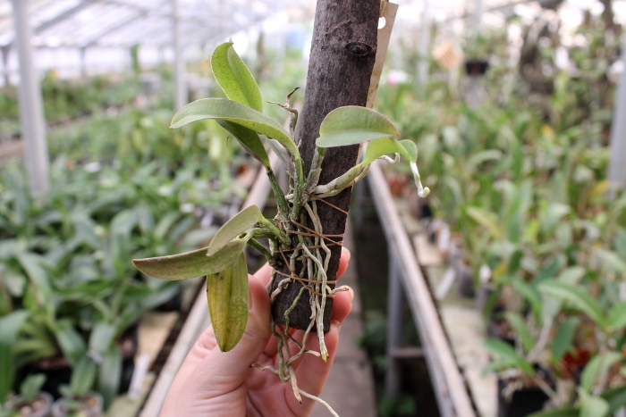 Laelia alaori escura x self.JPG