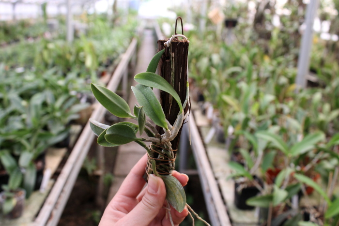 Laelia alaori escura II x Laelia alaori escura I.JPG