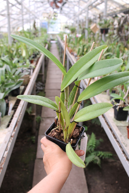 Cattleya mossiae alba 'Irene' x Cattleya mossiae alba 'Orosco'.jpg