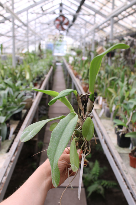 Cattleya labiata rubra integra-orlata-pincelada x Laelia pumila 'Ruby Queen'.jpg