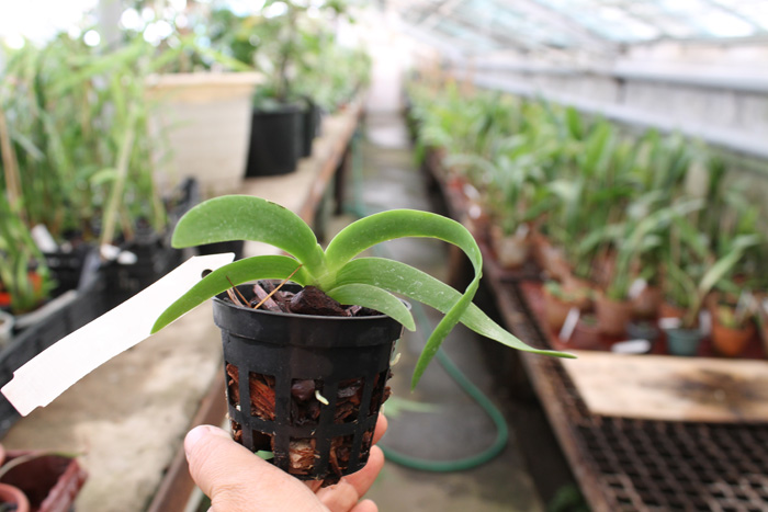 Angraecum leonis.jpg