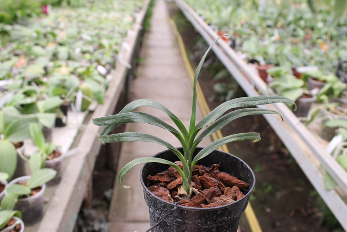 Angraecum viguieri.jpg