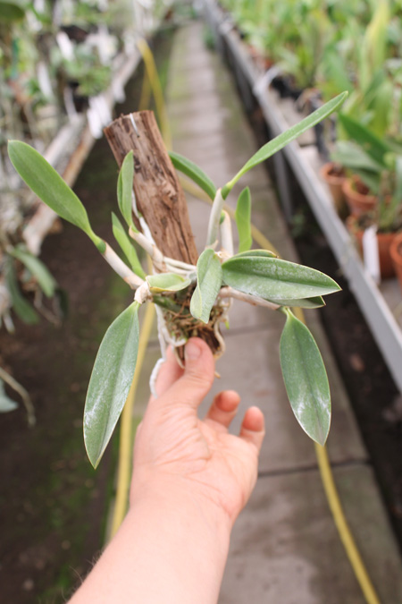Laelia pumila 'Ruby' (Z-71) x Laelia pumila 'Black Diamond'.jpg