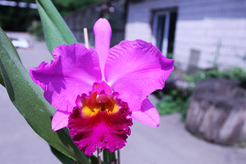 Potinara Perfect Choice 'Purple Lady'.jpg