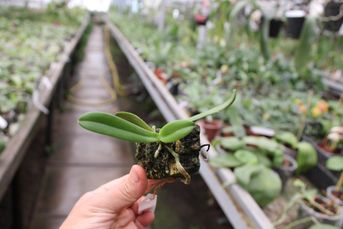 Amesiella monticola.jpg